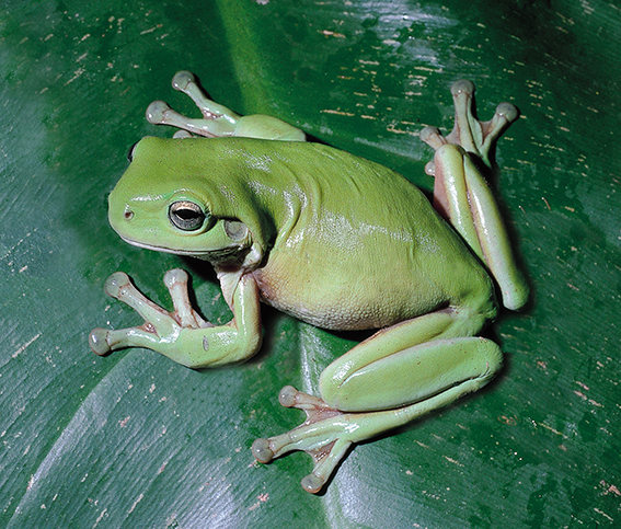 Green Tree Frog Sydney Litoria caerulea