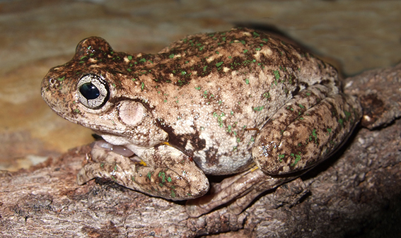 Peron's Tree Frog Litoria peronii adult